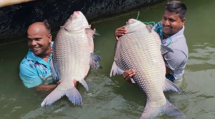 দৌলত‌দিয়ায় পদ্মার দুই কাতল বিক্রি ৮৬ হাজার টাকায়